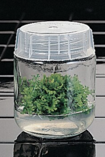 ChemLabware™ Plant Tissue Culture Glass Vessel with Genuine Magenta® B-Cap, 100 mL, 55 × 72 mm, Autoclavable, Reusable